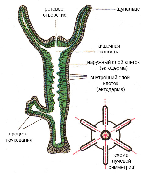 Не заходит на кракен